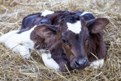 Dairy Calf Holstein_Adobe Stock