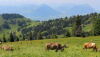 Swiss1