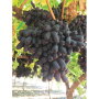 Black table grapes, like the Sweet Sapphire, may not be as popular as red or green varieties, but suppliers say they have their own following.