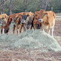 jerseycowgroupFACES.jpg