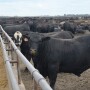 Cattle on feed
