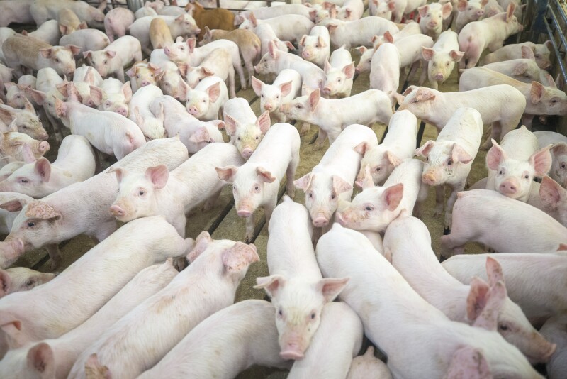 The research study, conducted by Gira, a global research firm, used Pork Checkoff dollars and funds from the USDA Foreign Agricultural Services Emerging Markets Program. 