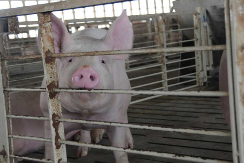 big_pig_(17)