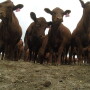 BT_Red_Angus_Heifers_Feedlot