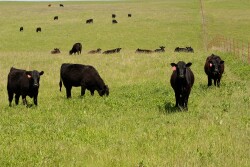 Flint Hills grazing