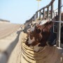 BT_Feedlot_Cattle_Bunk_(3)
