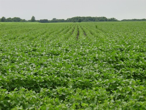 soybean field