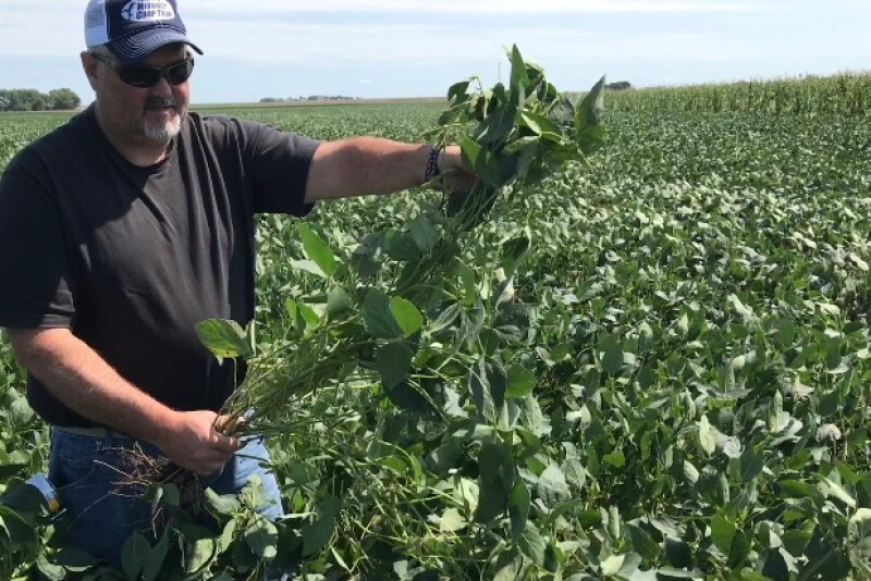 Chip Soybeans.jpg