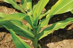 Classic symptoms of zinc deficiency (interveinal yellowing or white streaks between leaf veins on the lower half of the leaf) were visible in corn plants throughout this field. Seed was planted into cold, wet soil with a high pH.