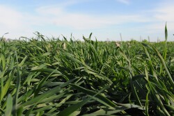Farmers Share Cover Crop Lessons