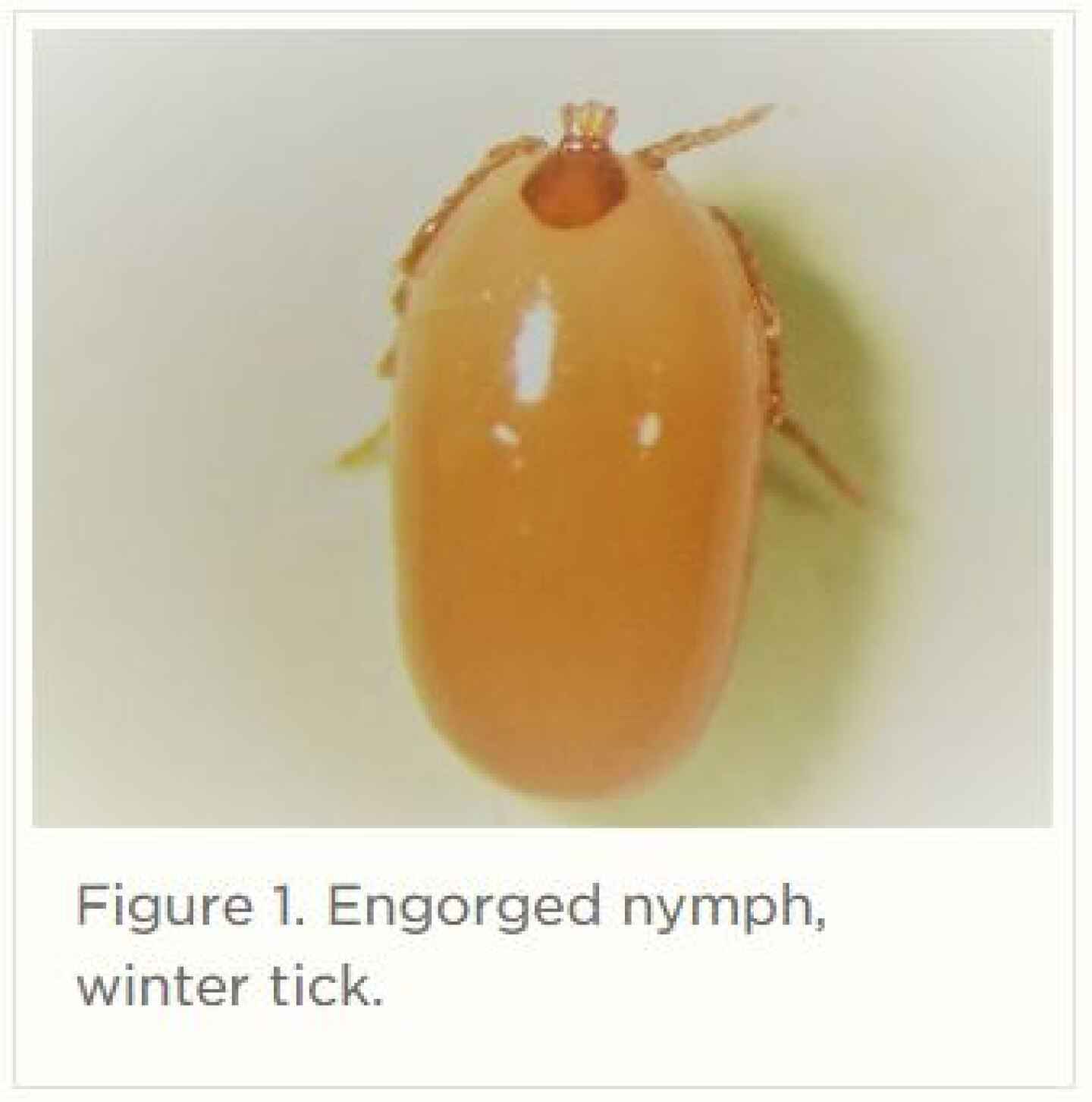 winter%20tick%201.JPG