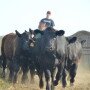 BT_Cattle_Horseback_Working