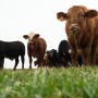 Wheat grazing OSU