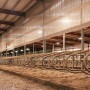 sand bedded stalls