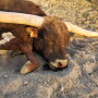 Mecham's 3-year-old longhorn bull.