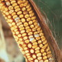 Fusarium