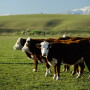 Cattlemen need your help to address COVID-19.