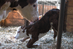 cat livestock beef 04