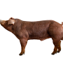 PIC®800 Drives Profit Through Consistent, Higher-Performing Progeny