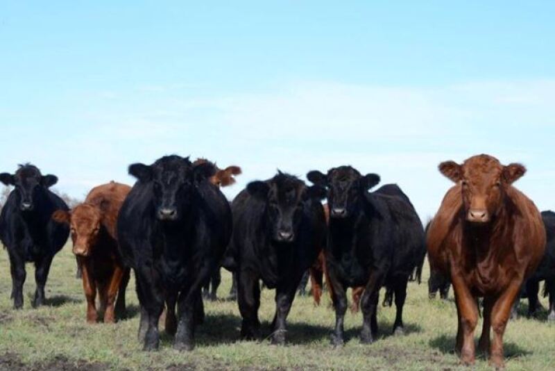 Limousin_Cattle