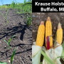 Krause Holsteins corn crop