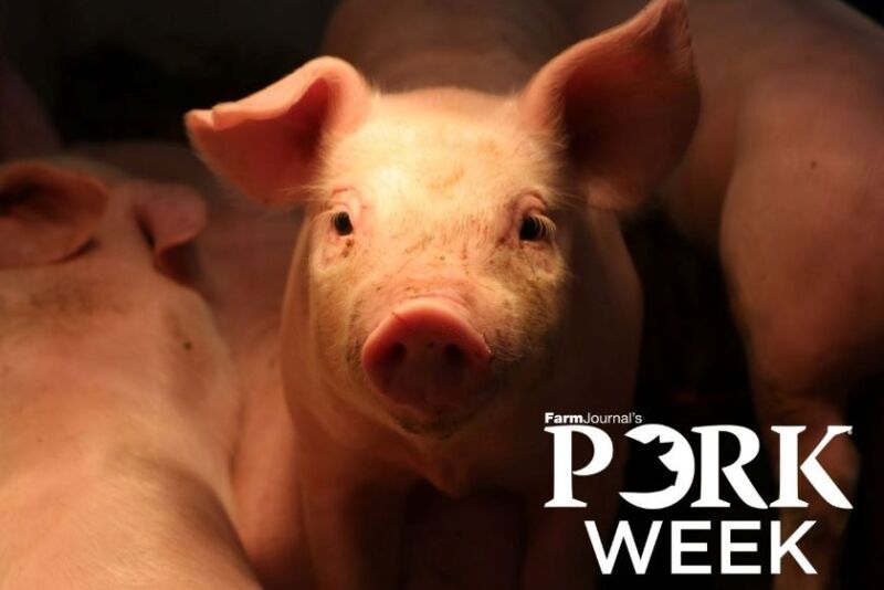 Pork Week Pig