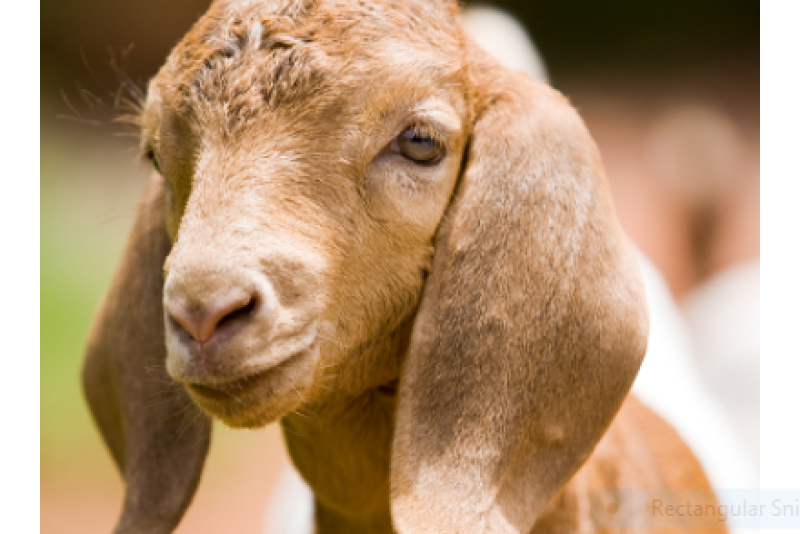 Gastrointestinal parasites cause significant economic losses and are listed in the top three fatal conditions in sheep and goats. 
