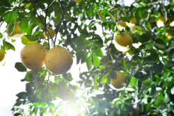 Grapefruit is planned at Imagine Grove in Charlotte County, Fla.