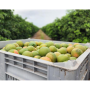 texas citrus