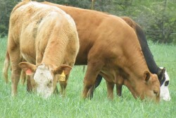 Wheat pasture