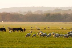 Purina farm