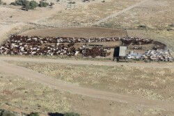 Kidman_Australia_Cattle