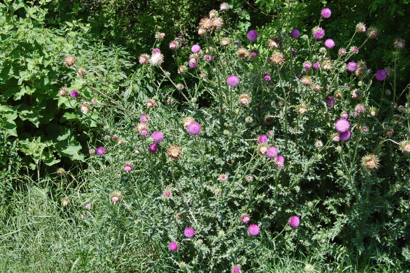 Musk Thistle
