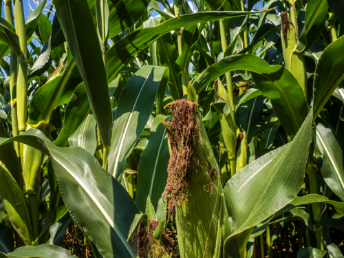 Agriculture producers with Federal crop insurance for crops in transition to organic or a certified organic grain or feed crop are eligible to receive premium assistance from the USDA for the 2023 reinsurance year.