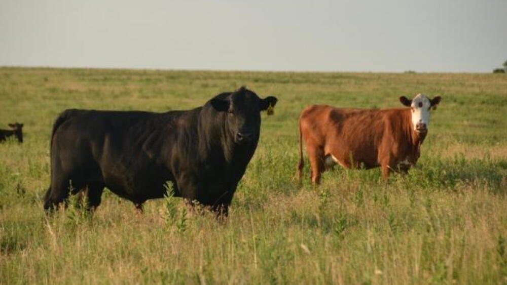 Test bulls prior to breeding season