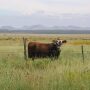 Ranch