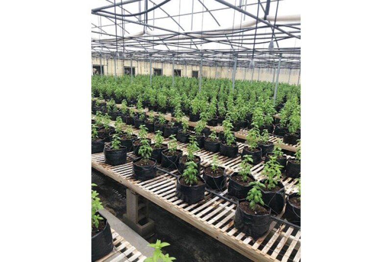 All Seasons Produce grows herbs and other products organically in greenhouses with drip irrigation and temperature control.