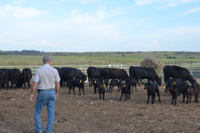 BT_Cows_Calves_Pen