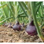Eagle-Eye-Produce-Red-onion.jpg