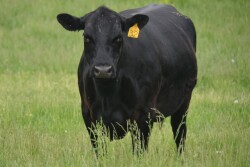 BT_Cow_Kentucky_Fescue