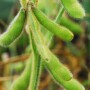 crop_tour_soybean_ben_potter_2