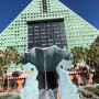 dolphin resort