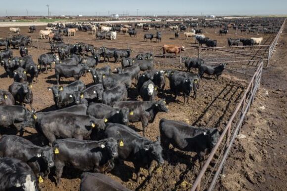 Feedlot