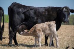 Black cow and calf