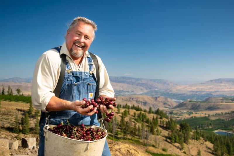 Stemilt cherry grower Kyle Mathison grows Moon Cherries at Amigos Orchards in Wenatchee