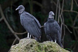 Black vultures