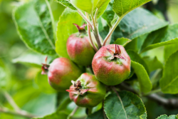 Young apples on tree