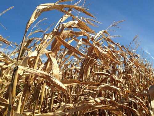 iowa-corn-harvest-2014.jpg