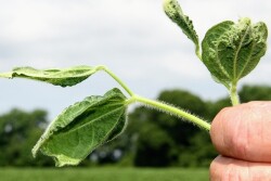 On both sides of the dicamba issue, Arkansas growers are forced to walk a high-wire in a farming atmosphere fraught with fears, threats and entrenched opinions.
