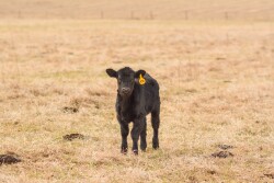 Angus calf